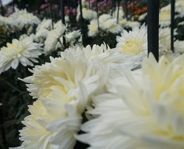 «Любимица» Чехова: в саду у Белой дачи в Ялте появилась именная хризантема