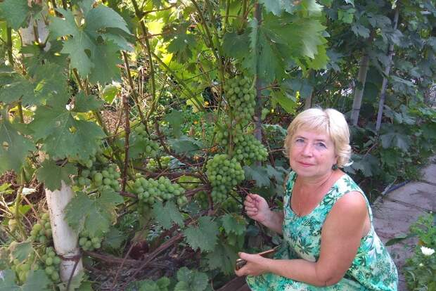 Садовод Ольга Лисина рассказала, какие сорта винограда хорошо растут в нижегородском климате