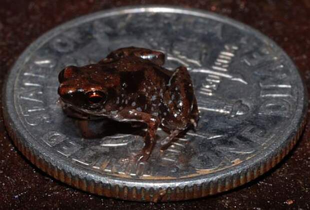 Новый рекордсмен на монете в 1 американский цент (Dime), диаметр которой составляет 17,91 мм. Это практически 10-копеечная монета (17,5 мм), которая сейчас в ходу в России (фото Christopher C. Austin).