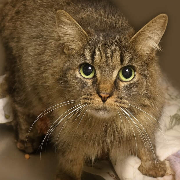 Пропавшая во время урагана кошка воссоединилась с хозяевами спустя 443 дня