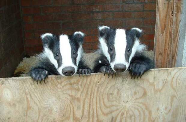 Давайте улыбаться вместе :) (27 улыбок)