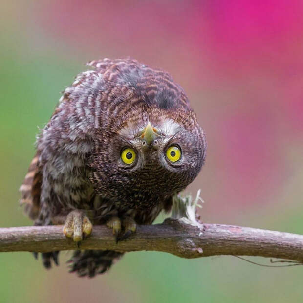 5115382_original (700x700, 370Kb)