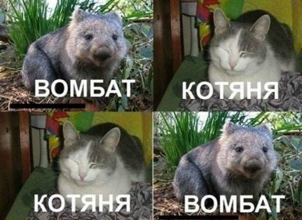 Смешное - невероятное