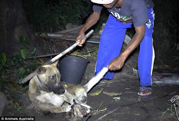 Disturbing footage captured by the animal rights organisation show how dogs are tied up and killed before their meat is sold as chicken satay sticks at tourists hubs