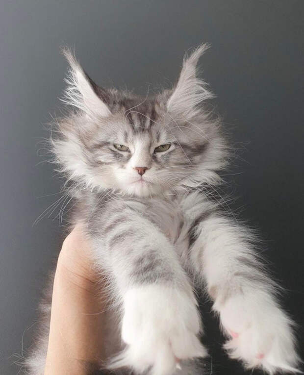 59583615_original (567x700, 279Kb)