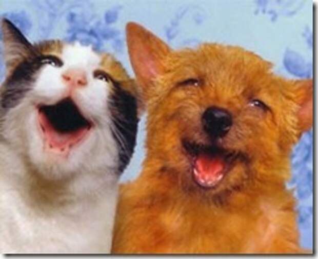 Happy-Cat- Dog