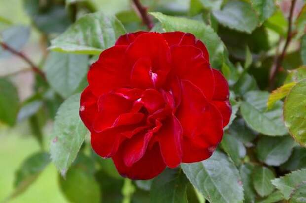 Роза садовая сорт Pussta, фото автора