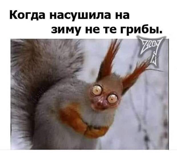 На изображении может находиться: текст «когда насушила на зиму не те грибы. Zeas»