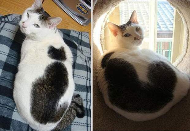 Рекурсия – кот на коте
