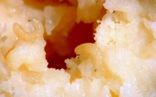 Блюда для экстрималов