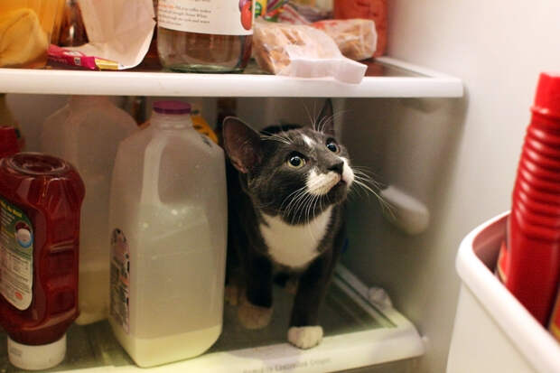 catfridge19 Коты в холодильниках