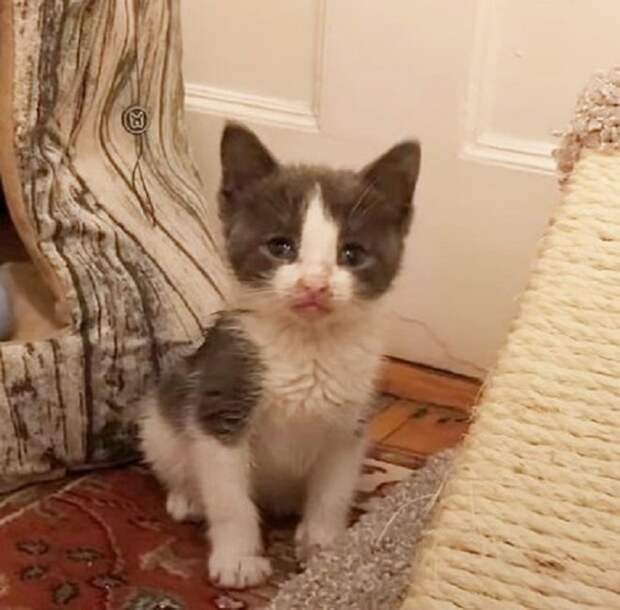 Котенок в доме Котенок сидит