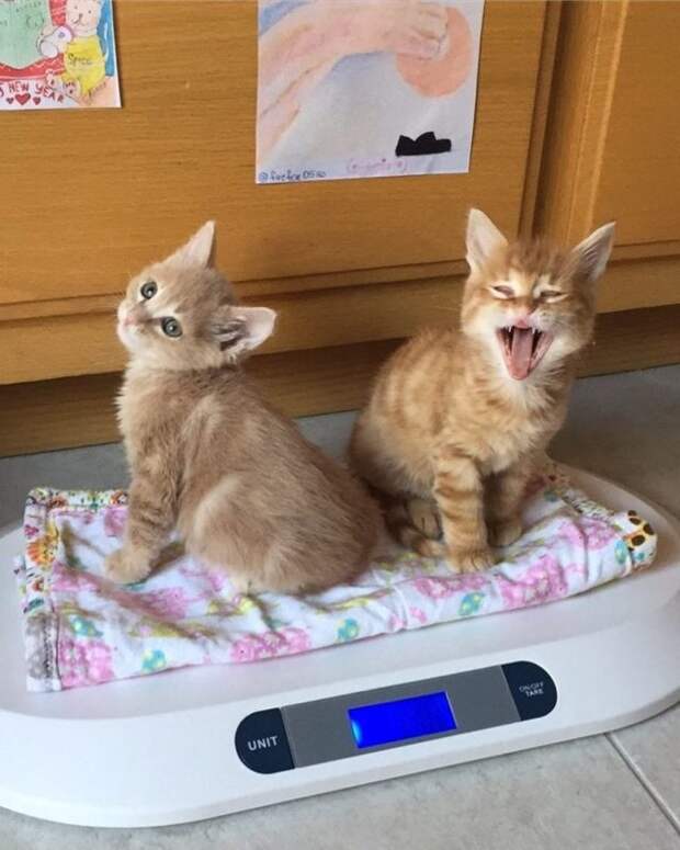 Без кота и жизнь не та