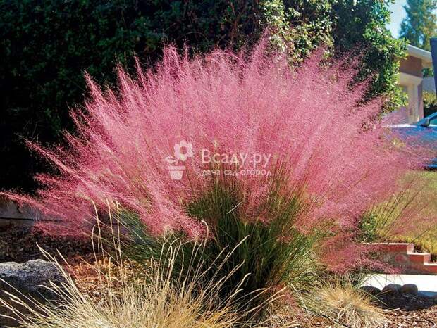 Муленбергия розовая - пушистое и яркое растение, которое по красоте может конкурировать с цветущим кустарником