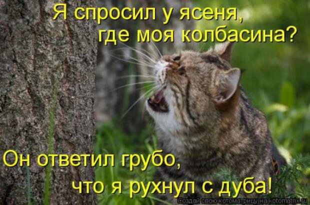 Котоматрицы(картинки с надписями)