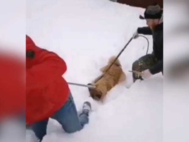 ЧП. В Татарстане спасли собаку со стрелой в шее