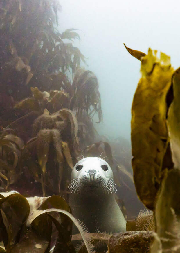 Крутые победители конкурса подводной фотографии Underwater Photographer Of The Year