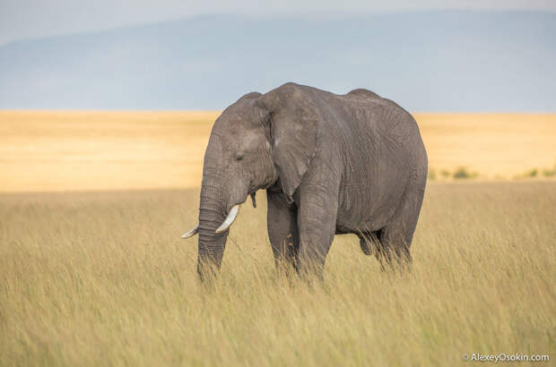 Интересно знать: какого размера у слона хобот?