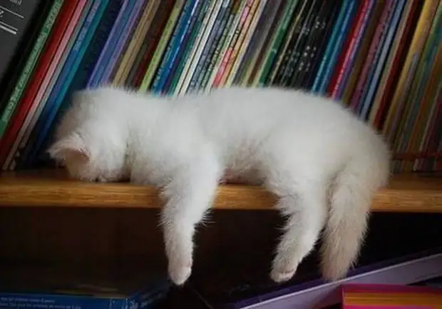 Для сна нет преград: 30 фото котов, которые это доказали