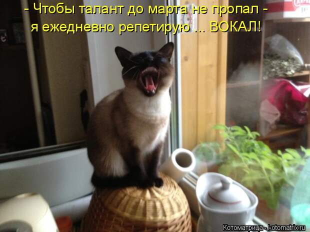 Котоматрица: - Чтобы талант до марта не пропал - я ежедневно репетирую ... ВОКАЛ!