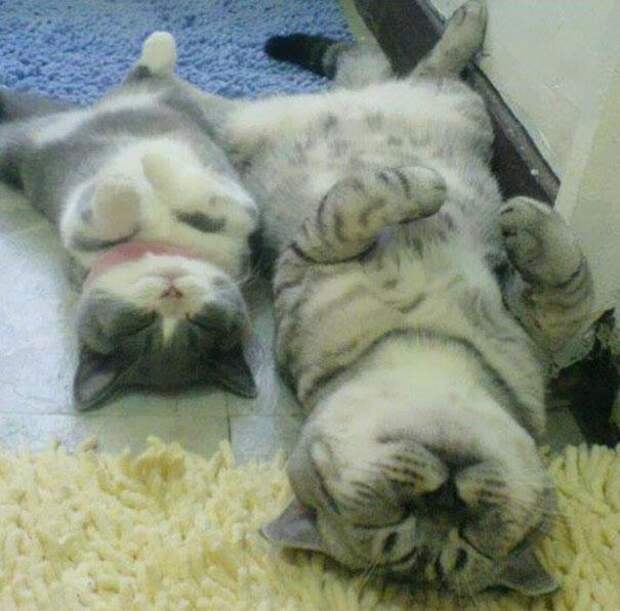 спящие коты