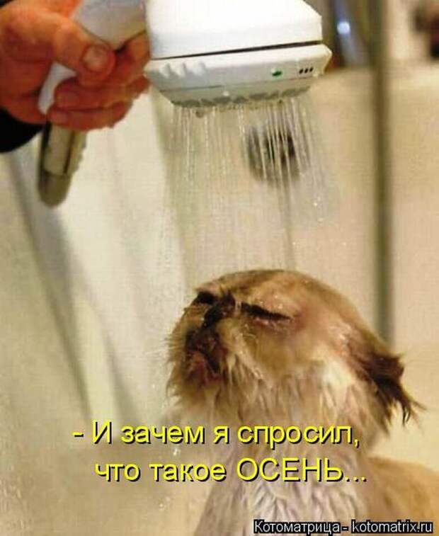 Котоматрицы (картинки с надписями)