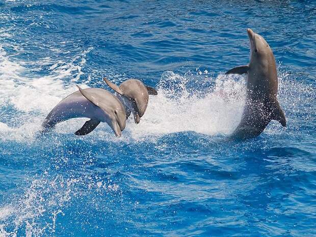 dolphins07 dolphins07 Самые удивительные факты о дельфинах