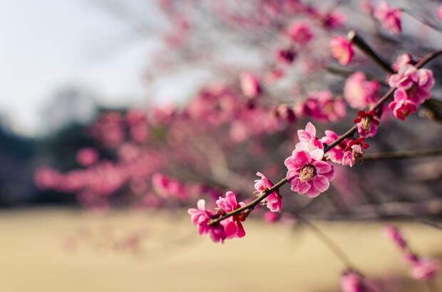 Cherry Blossom