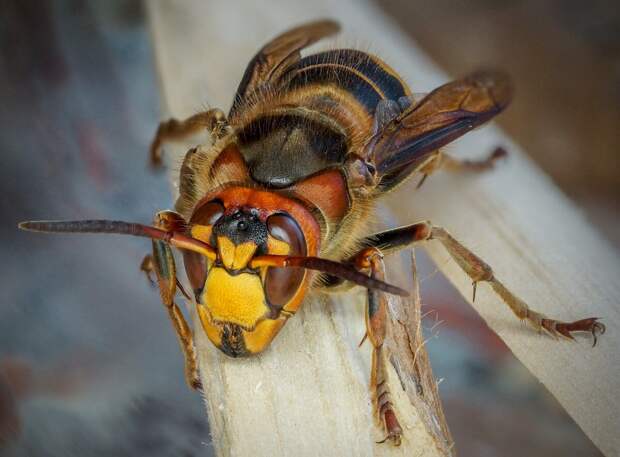 Шершень обыкновенный, (Vespa crabro) или девятижальник, или пчела тигр, или убийца ос. Названий у него довольно много и это не удивительно, ведь эти крупные осы давно снискали себе репутацию убийц.