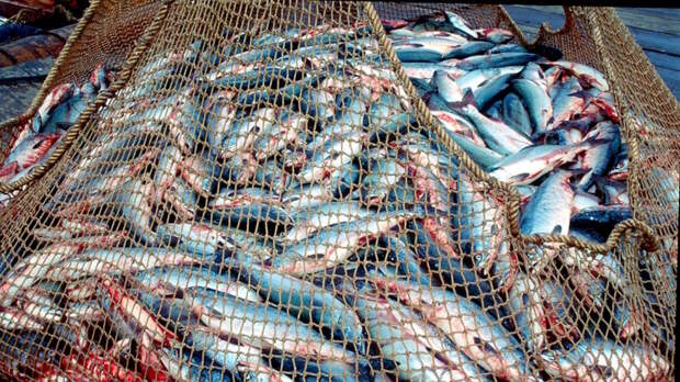 ФАС проверит обоснованность цен на рыбу