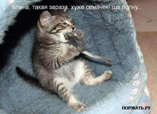 Ржачные картинки животных, смешные надписи.