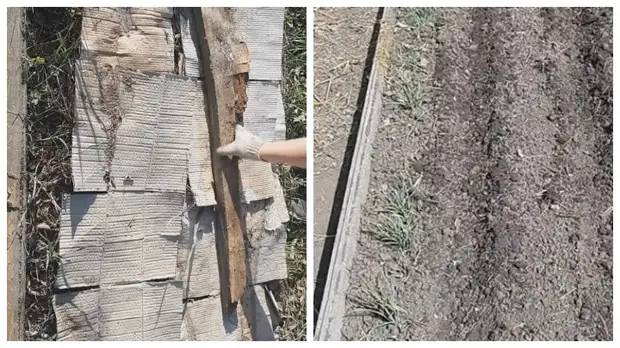 Как при помощи уловок вырастить отличную морковь