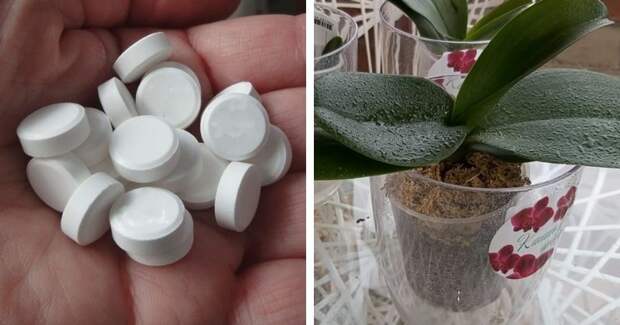 Аптечные копеечные таблетки, которые спасут орхидеи от болезней