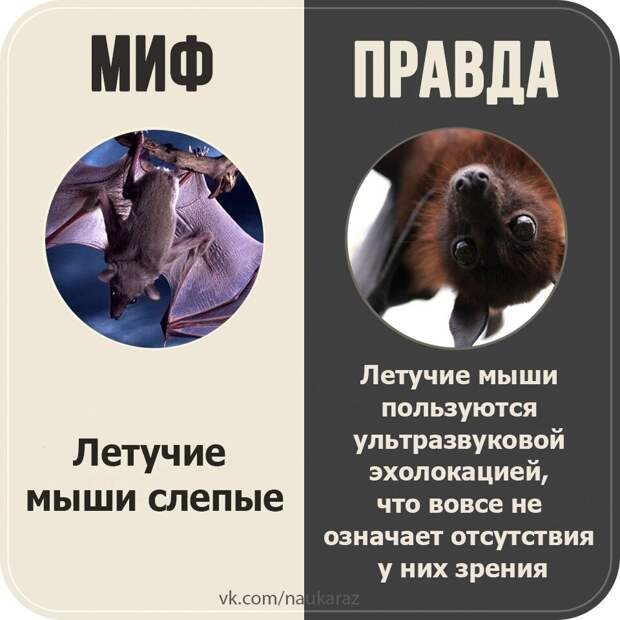 Мифы и правды.