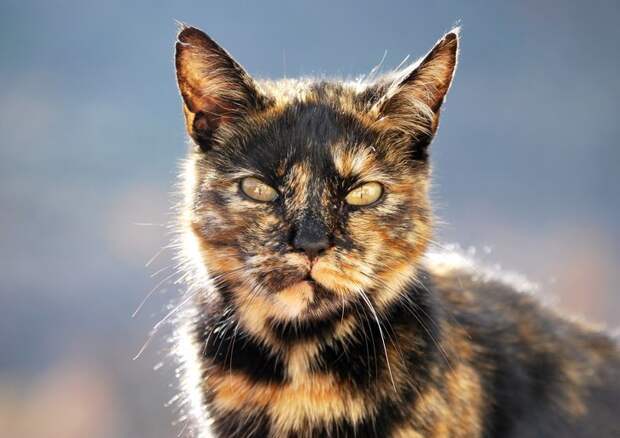 Энергетическая сила кошек животные, коты, факты