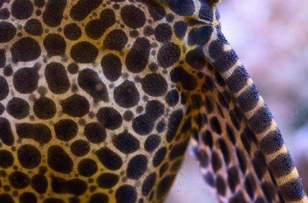 Парчовый птеригоплихт (Pterygoplichthys gibbiceps) Парчовый птеригоплихт (Pterygoplichthys gibbiceps)
