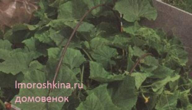 Технология выращивания огурцов