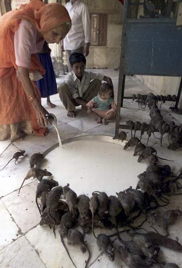 В некоторых храмах поклоняются крысам и наливают им молочка funny foto, индия, интересно, смешно, юмор
