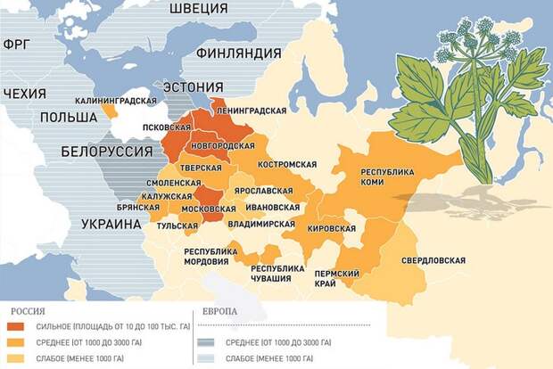 5 фактов о том, как в СССР распространяли борщевик, а мы теперь страдаем