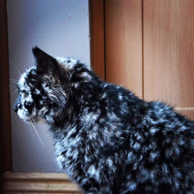 08-scrappy-the-cat-710x710