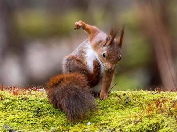 самые смешные животные 2017, самые смешные фотографии диких животных, Comedy Wildlife Photography Awards 2017