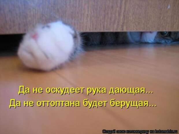 Котоматрицы(картинки с надписями)