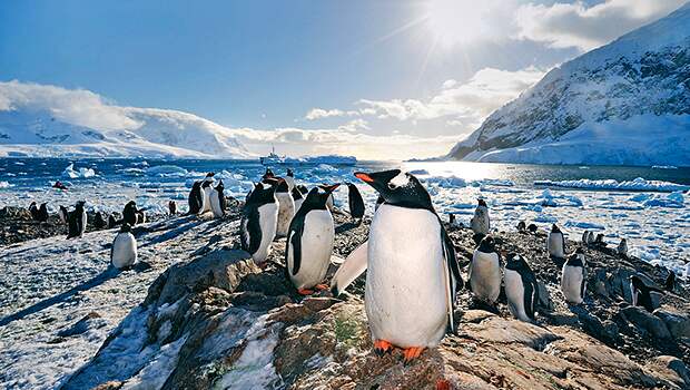 Главные обитатели Южного Полюса: пингвины. Фото: Bodegraafs Nieuwsblad