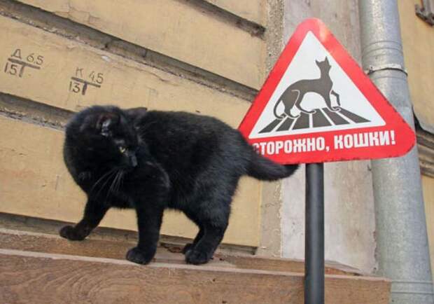 Музеи мира, в которых есть сотрудники-коты