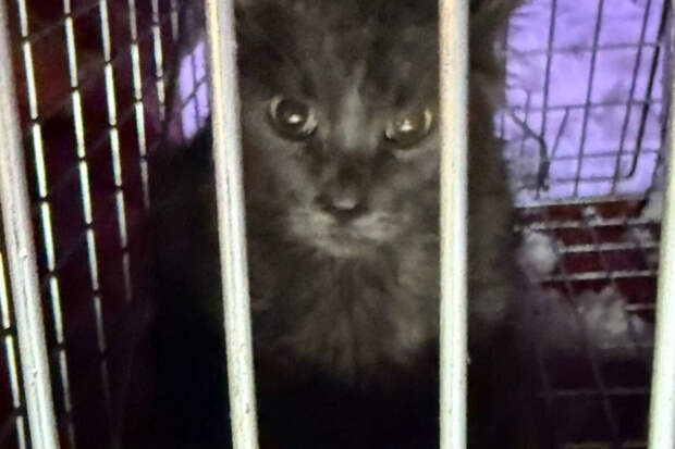 Спасатели в Москве сняли с козырька здания кота, просидевшего там две недели