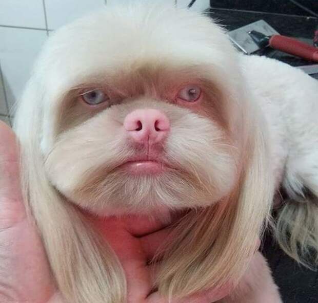 Собака