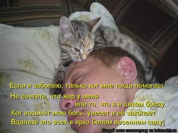 Котоматрицы(картинки с надписями)