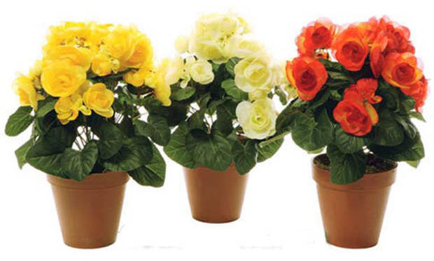 Бегония page 3category- Драцена