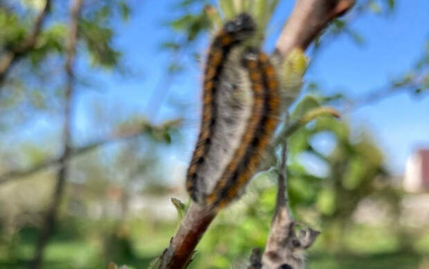 Непарный шелкопряд пожирает молодые деревья в Солотче