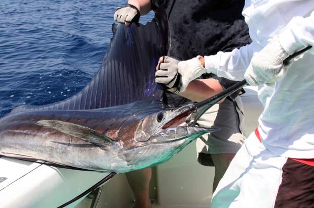 Woman Stabbed In Groin By 100-Pound Sailfish That Leapt Into The Boat Causing Mayhem